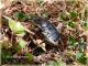 Netocia-squamosa02_Piano-Battaglia_1600-m_20-VI-2010.jpg