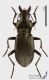 Carabid_s.jpg