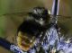 IMG_9747 Bombus.jpg