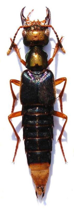 Actinus macleayi Olliff, 1887 - Kopie.JPG