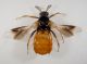 rhipiphorus_subdipterus_s.JPG