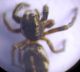 Pellenes sp._4.JPG