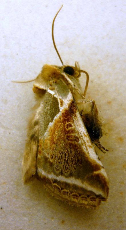 Habrosyne pyritoides (Hufnagel, 1766) Drepanidae Thyatirinae .JPG