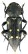 Turanoclytus sieversi_Ovacik_female_  004.jpg