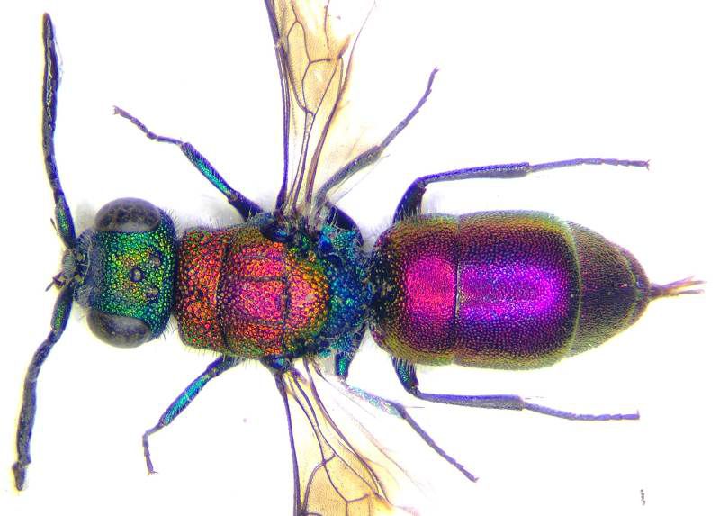 Chrysidae Perledo picc.jpg