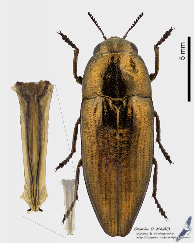 Sphenoptera_rauca_fs.jpg