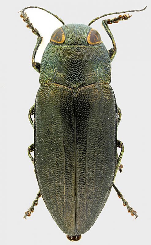 Phaenops_lagrangei_10mm_grey.jpg