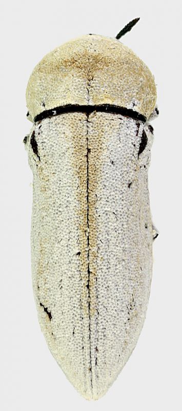 Acmaeoderella_personata_6mm_grey.jpg