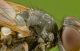 conopide1_crop.jpg