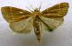 Hypsopygia glaucinalis (Linnaeus, 1758).JPG