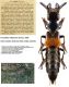 Creophillus villipennis Kraatz, 1859.jpg