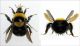 Bombus argillaceus - queen forum.jpg