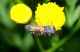 Villapaiera-30082011-Bruco.jpg