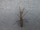 DSC00523.JPG