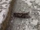 DSC00458.JPG