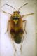 Lygus cf. pratensis.JPG