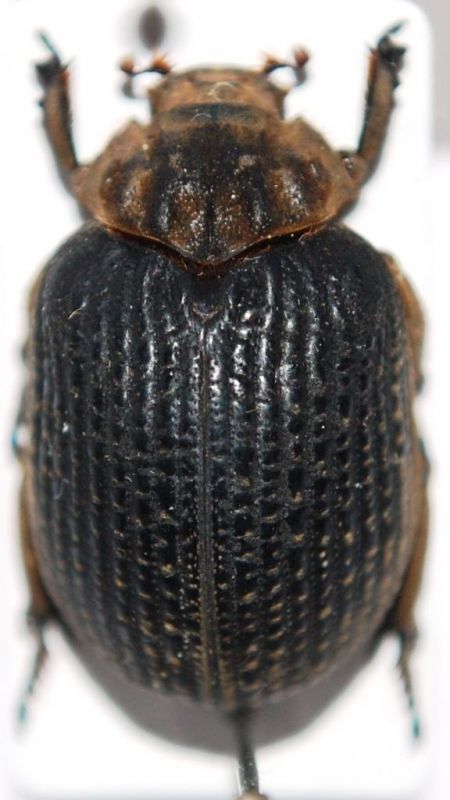 Afromorgus procerus Herold, 1872 - Kopie.JPG