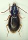 a Trechus (S.Martino) 3.7mm.JPG