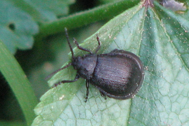 Chrysomelidae- Galeruca pomones-IMG_7164 mod-09 10 08.jpg