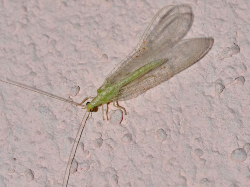 Chrysopidae - Chrysoperla sp20110902_039.jpg