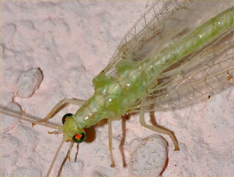 Chrysopidae - Chrysoperla 20110902_039.jpg