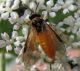 Tenthredinidae- Athalia rosae -IMG_5952m.jpg