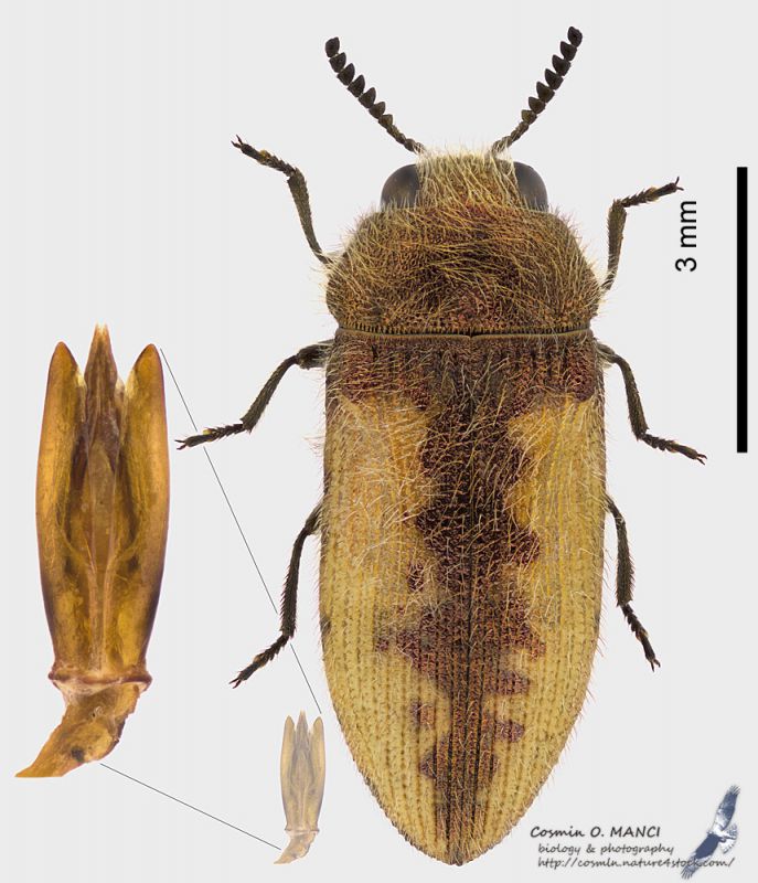 Acmaeodera_pilosellae_ms.JPG