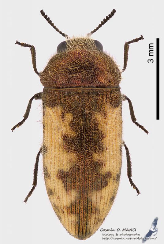 Acmaeodera_pilosellae_fs.JPG