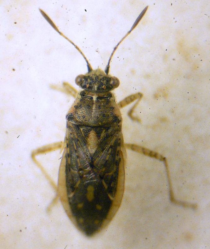 Brachycarenus tigrinus (Schilling 1829) Rhopalidae.JPG