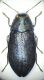 Phaenops formaneki bohemicus..jpg