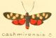 Zygaena_cashmirensis_m.jpg