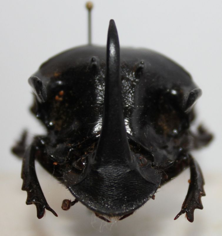 Sulcophanaeus faunus 1c.JPG