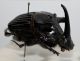 Sulcophanaeus faunus 1.JPG