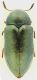 Julodella_iranica_18mm_grey.jpg