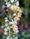 cucullia cineracea4.jpg