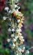 cucullia cineracea7.jpg