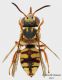 Crabronidae_habitus_web_small.jpg