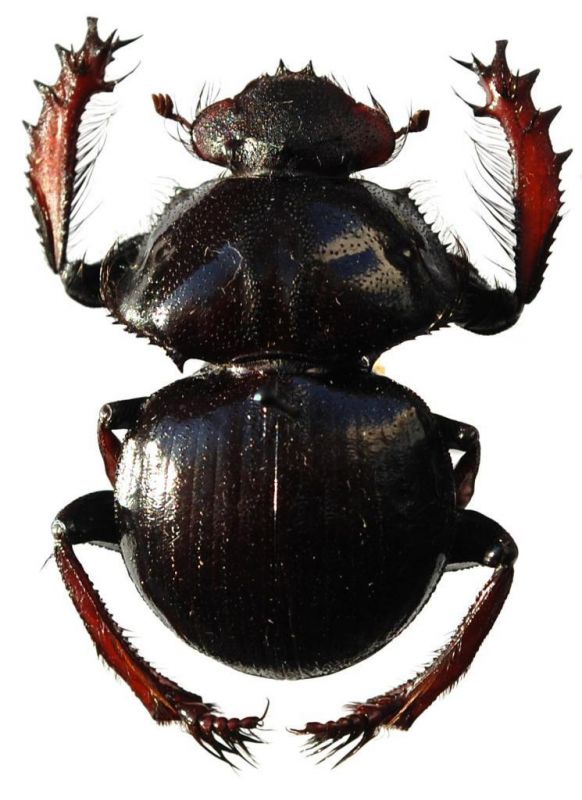 Pachysoma rodriguezi Endrödi, 1971.JPG