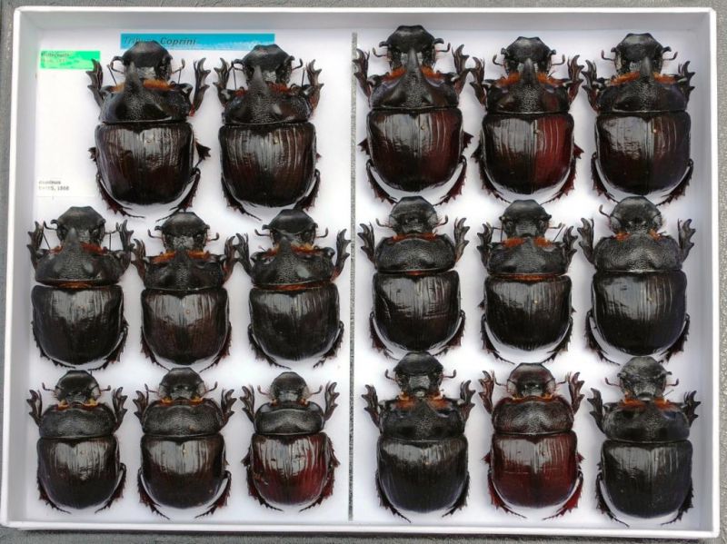 Scarabaeidae 69.JPG