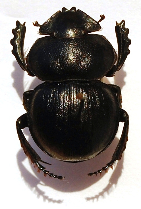 Pachysoma aesculapius OLIVIER, 1789.JPG