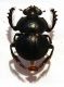 Pachysoma bennigseni FELSCHE, 1907.JPG