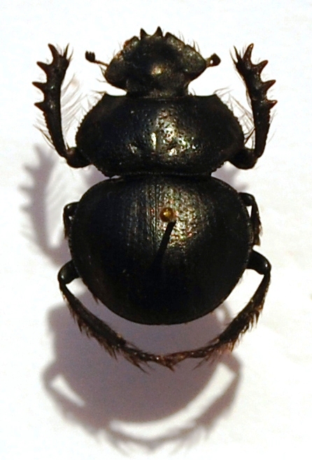 Pachysoma hippokrates MAC LEAY, 1821.JPG