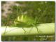 Odontura arcuata, femmina, Segesta 18 marzo 2007, web.jpg