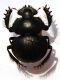 Pachysoma striatum CASTELNAU, 1840.JPG