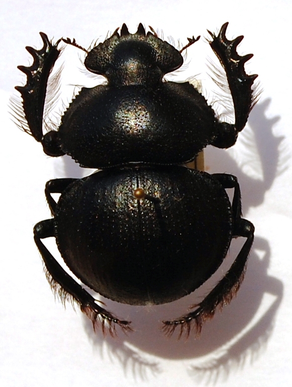 Pachysoma striatum CASTELNAU, 1840.JPG