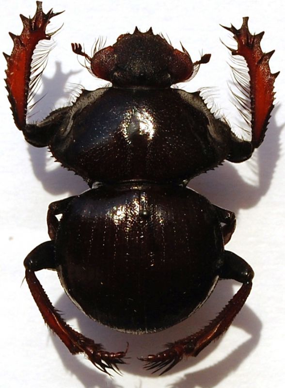 Pachysoma rodriguezi ENDRÖDI, 1971.JPG