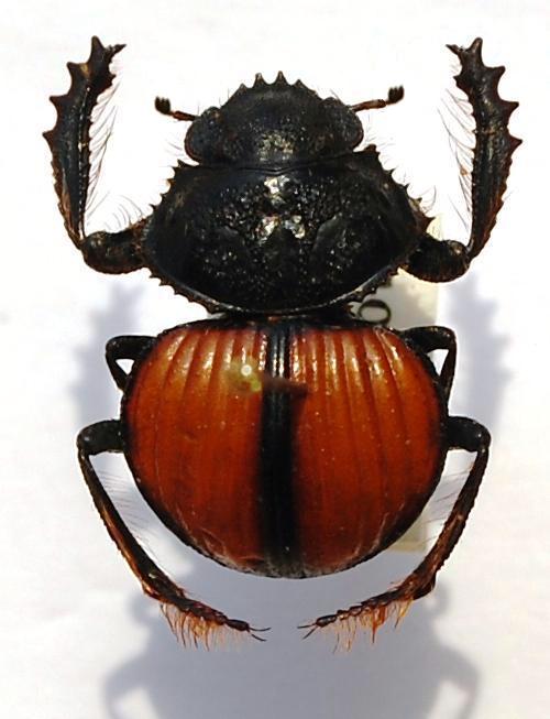 Pachysoma denticolle PÉRINGUEY, 1888.JPG