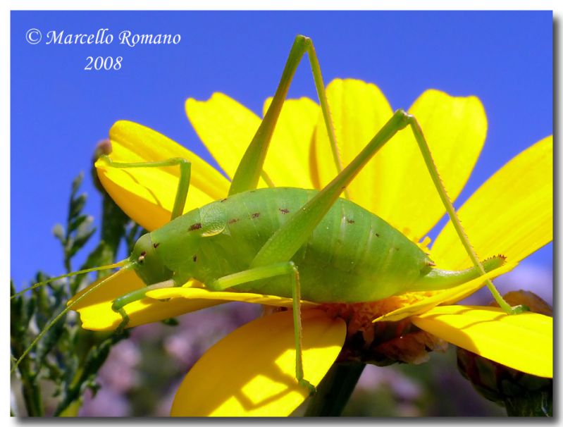 Odontura arcuata, Capaci, 23 marzo 2008.jpg