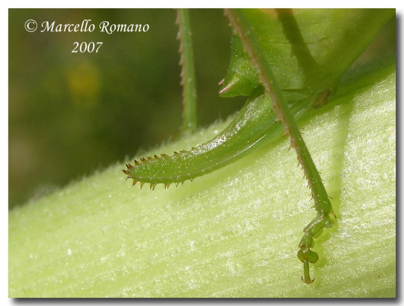 Odontura arcuata, femmina, ovopositore, Segesta 18 marzo 2007, web.jpg