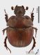 Bolbelasmus_unicornis_ms.JPG